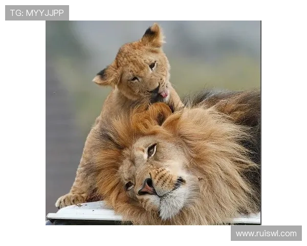 谁才是最后的赢家?大猫传奇9位角色的终极对决,看完我惊呆了! 谁才是最后的赢家?大猫传奇9位角色的终极对决,看完我惊呆了!