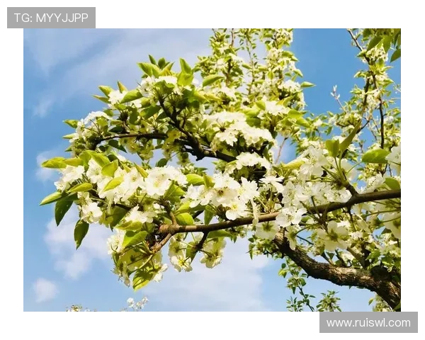 掌中乾坤，心弦拨动——沉醉于人偶师的奇幻世界